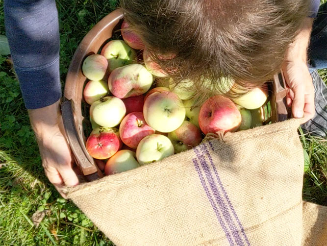 Apple Harvest Learn German Under Apple Trees