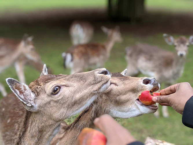 Wildpark Klaushof Learn German Under Apple Trees