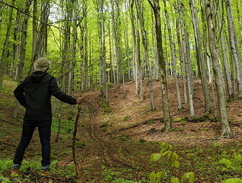 hike Learn German Under Apple Trees